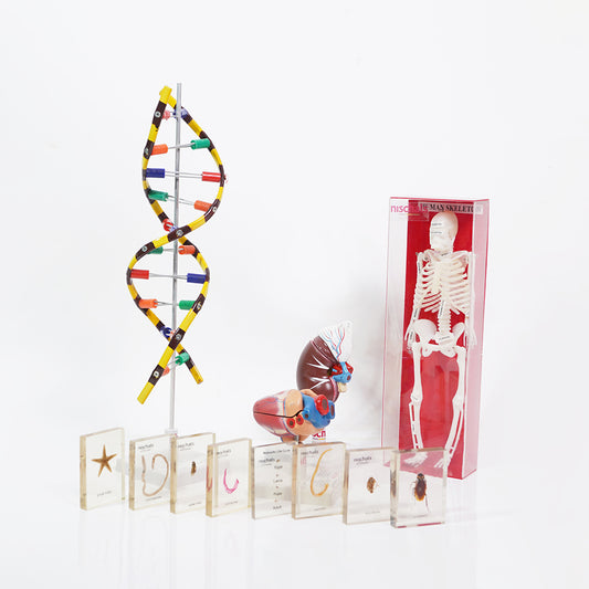 Biology lab tools for studying cells, plants and human anatomy