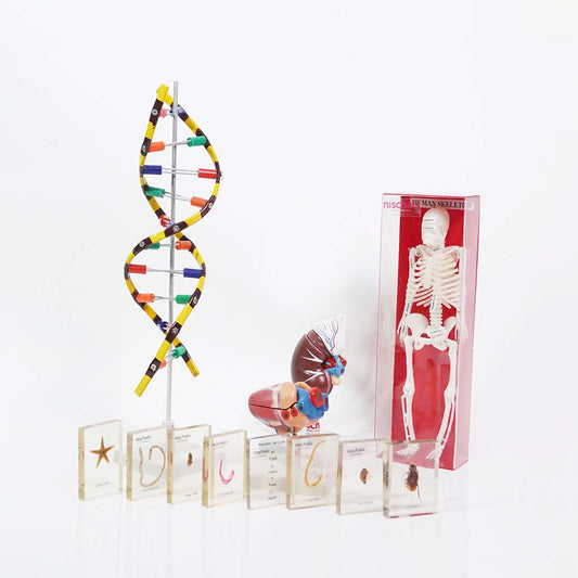 Biology lab tools for studying cells, plants and human anatomy